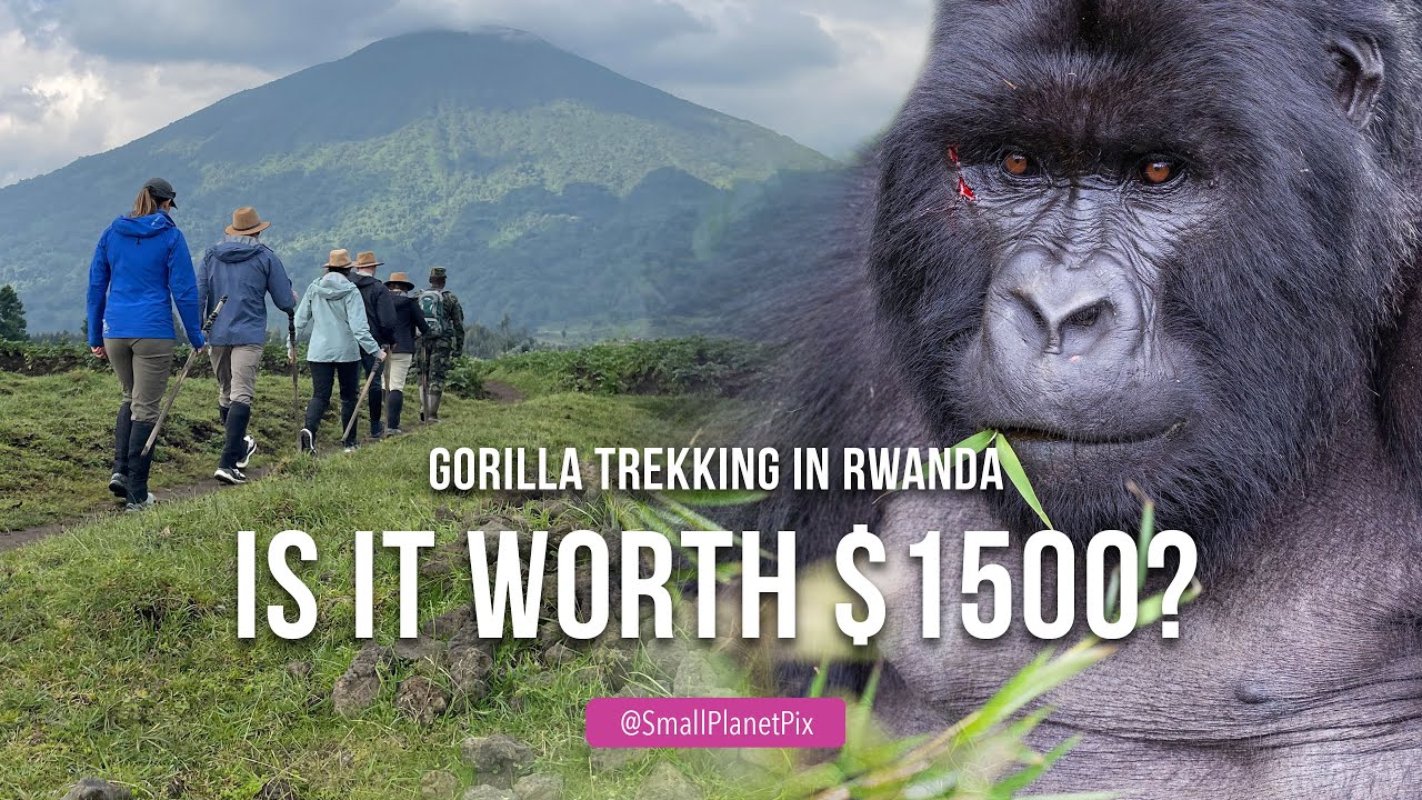 Gorilla Trekking in Rwanda's 🇷🇼 Volcanoes National Park