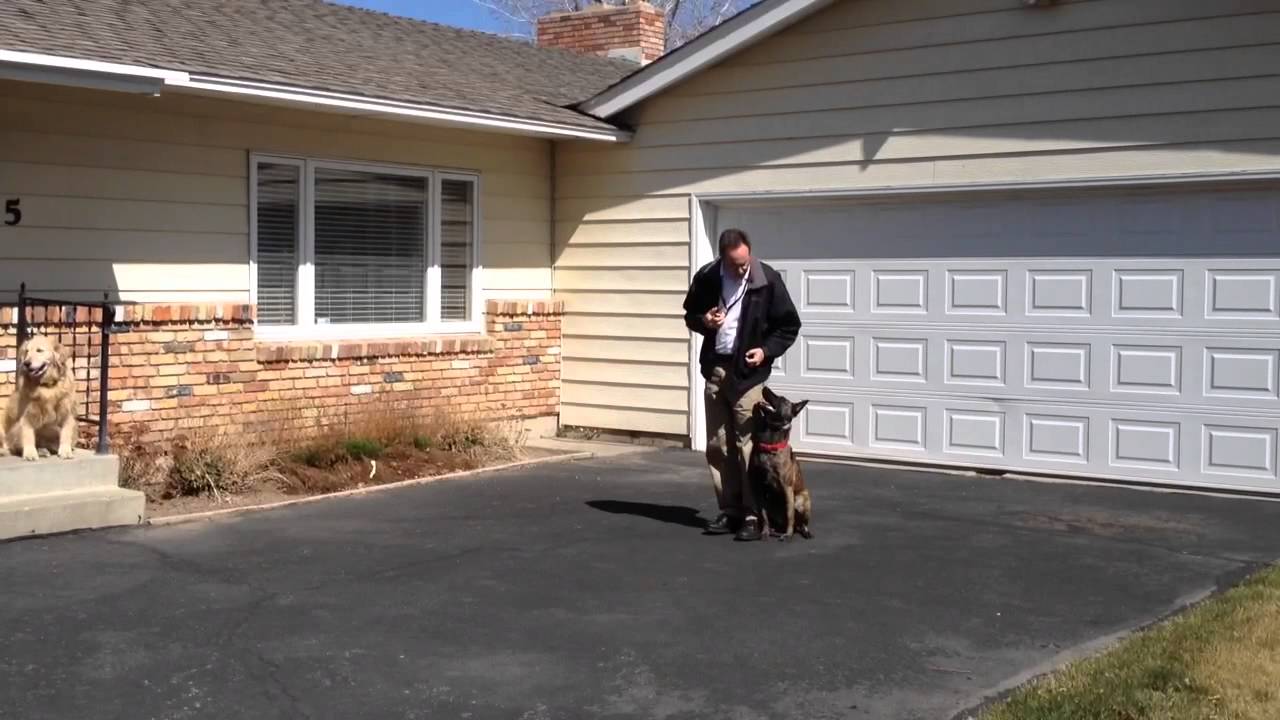 Reno Dog Training Classes - Flashy Heeling Step 3