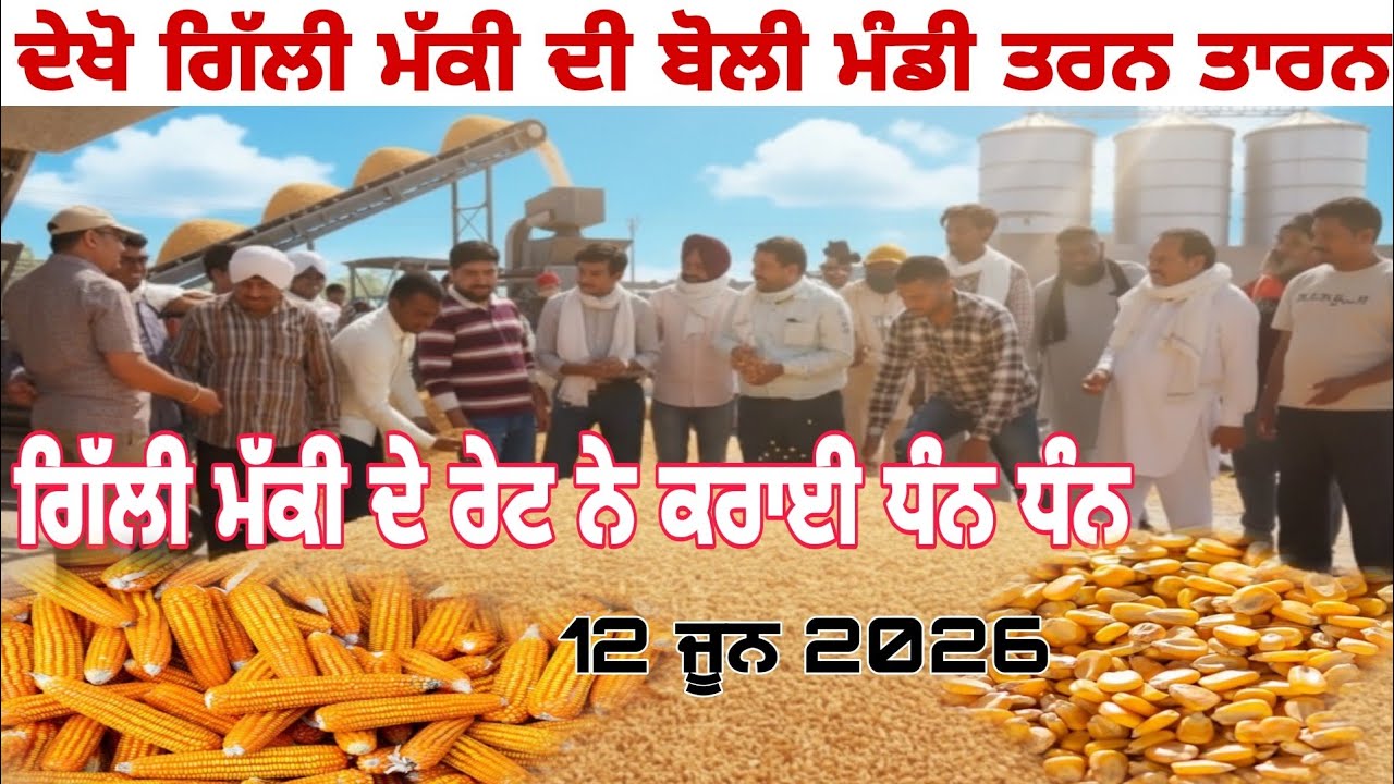 Maize price today/makki de nave rate/ ਮੱਕੀ ਦੀ ਬੋਲੀ ਮੰਡੀ ਤਰਨ ਤਾਰਨ/maize price in punjab 