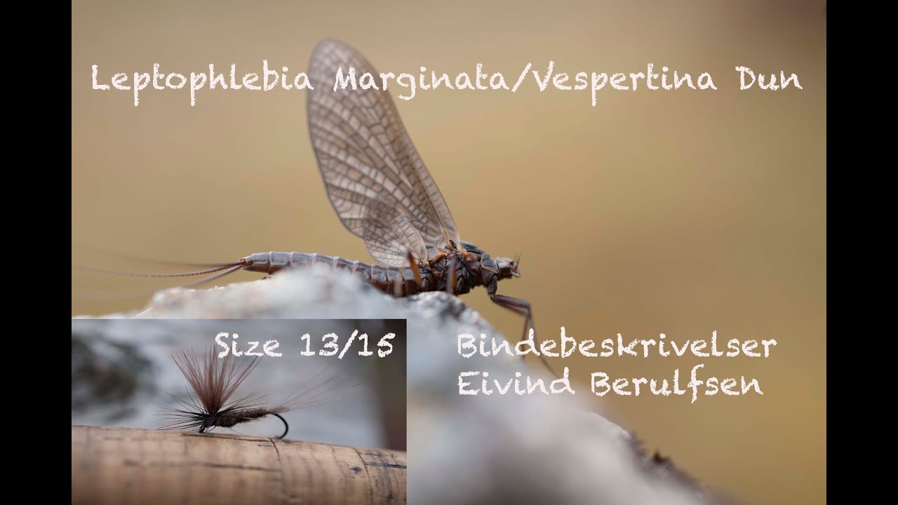 Ørretfluer - Leptophlebia Marginata/Vespertina dun