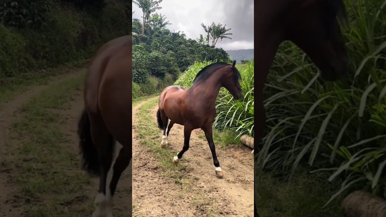 Cavalo que custa 250 mil reais
