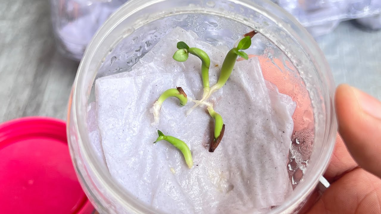 Papel como substrato para germinar sementes de rosa do deserto em 2025