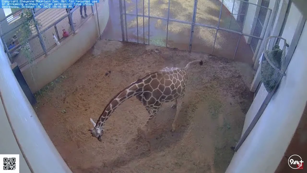 Giraffe gives birth at Cheyenne Mountain Zoo