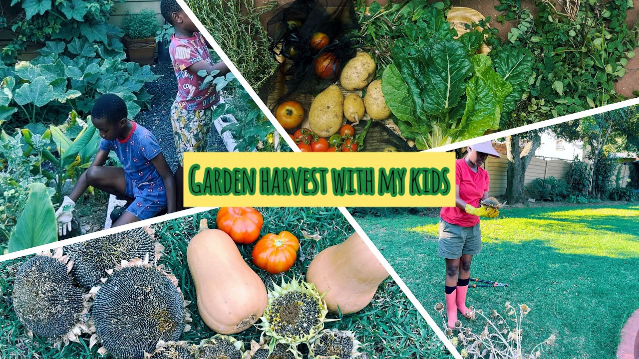 Home garden harvest & cleanup with my kids 🌱