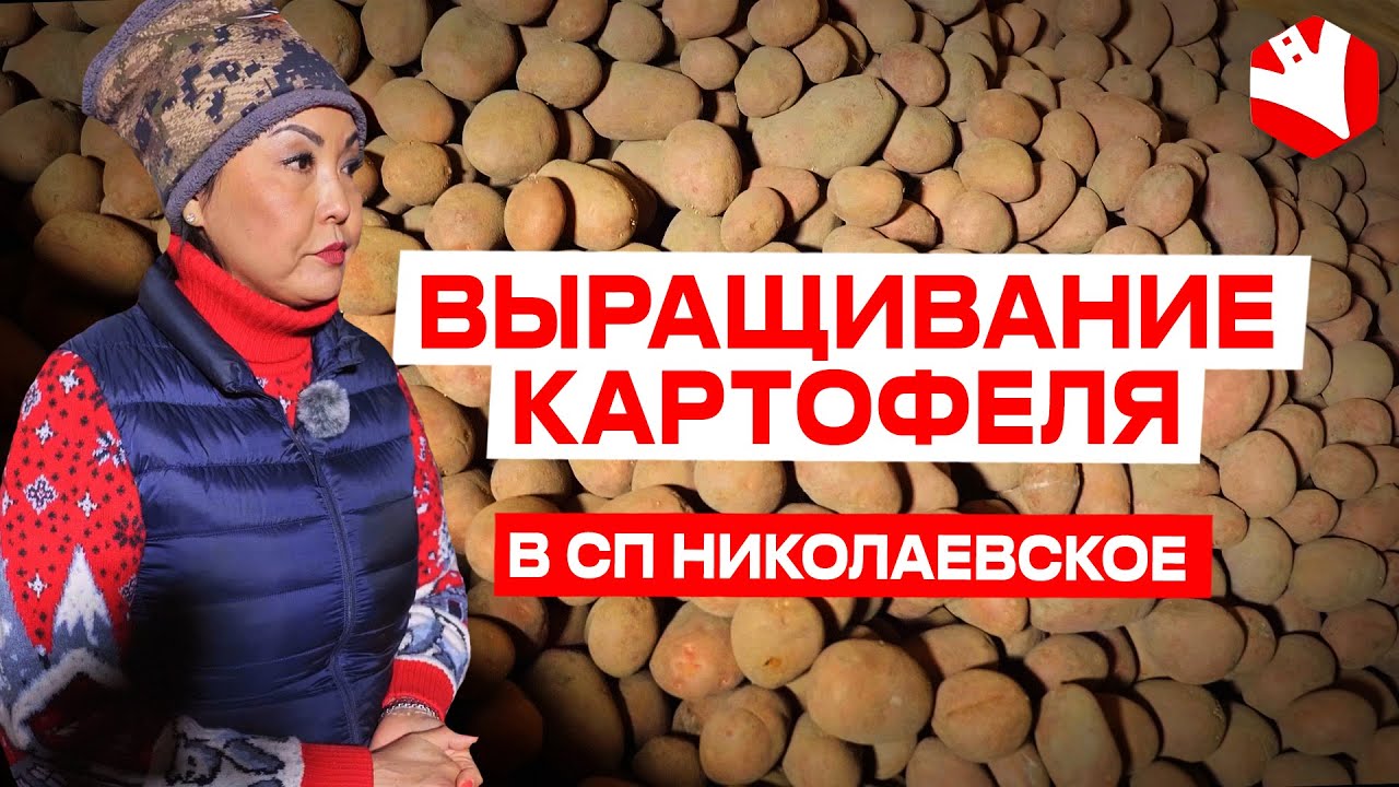 Выращивание картофеля. Агробизнес | КУЛЬТИВАТОР