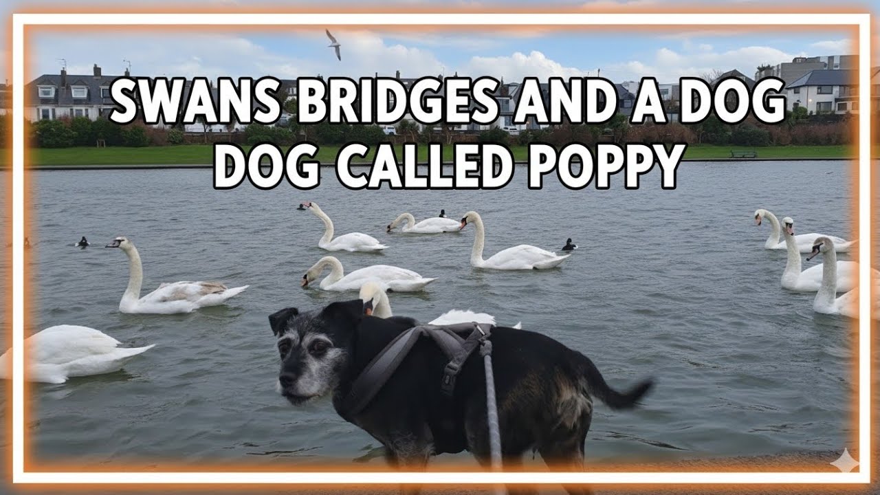 Scenic Walk Around Swan Lake with Poppy the Dog | Swans and Bridges