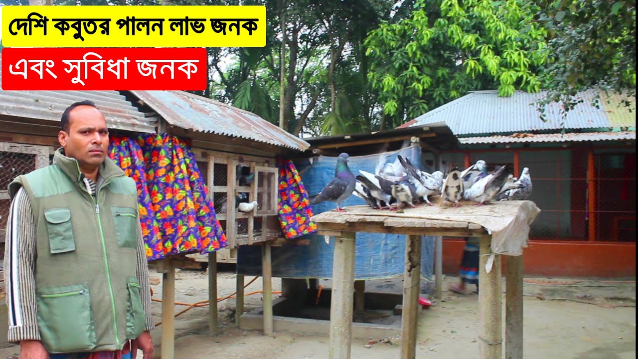দেশি কবুতর পালন লাভ জনক ও সুবিধা জানালেন এই খামারি দিলেন নতুন খামারিদের জন্য কিছু গুরুত্বপূর্ণ তথ্য।
