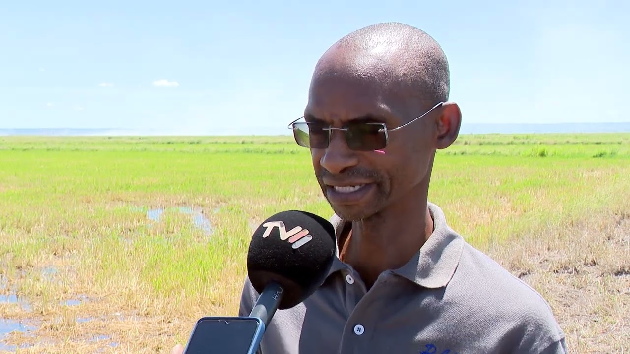 Cultivo de Arroz em Gaza:Regadio do Baixo Limpopo produz muito a abaixo do previsto