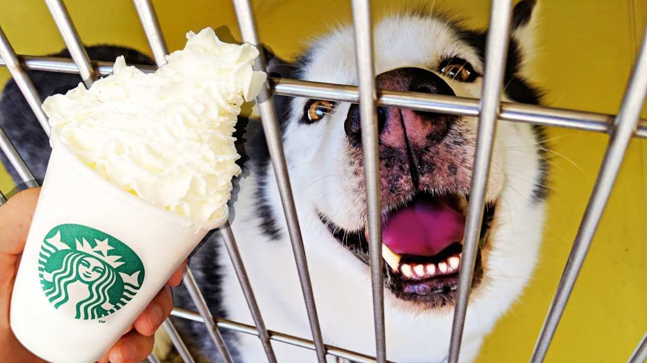 Buying 100 Puppuccinos For Homeless Dogs!