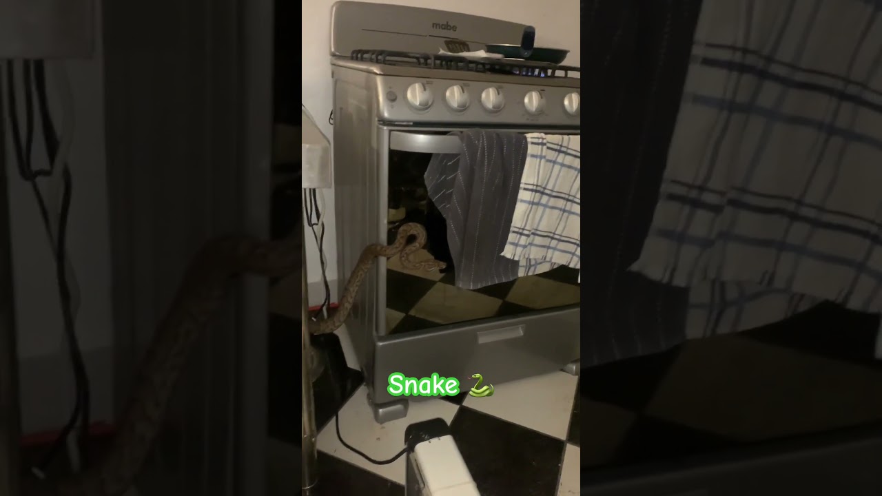 Snake in the kitchen 🐍 