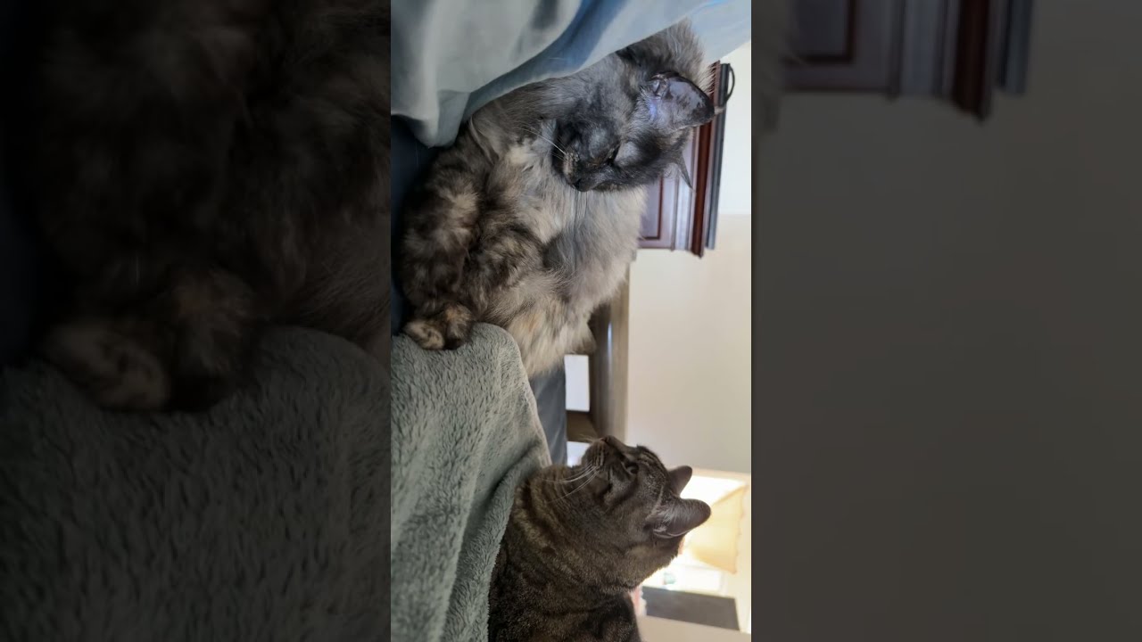 Napping 🤧🥲! #cat #prettyfunny #funnycats #kitten #prettycat #funnyanimals #catdaily #fyp #cute 