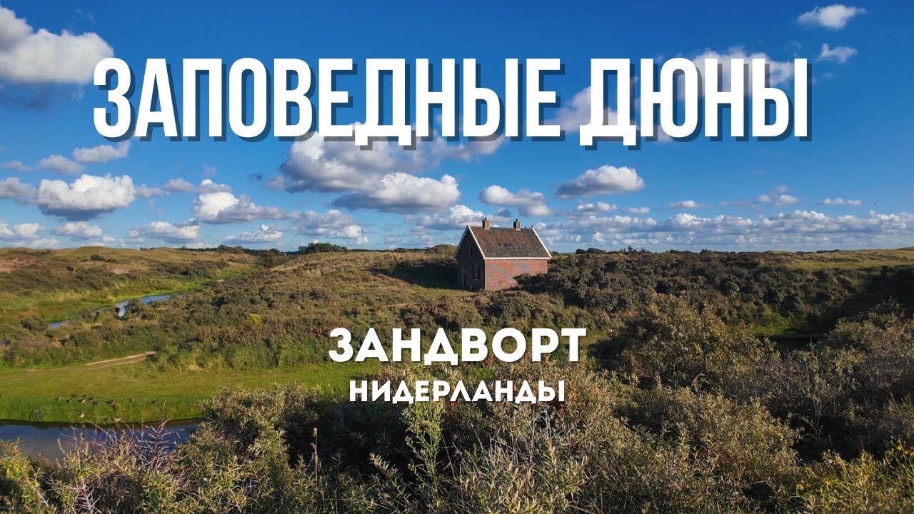 Голландские приключения по заповедным дюнам Зандворта: облепиха, олени, Северное море