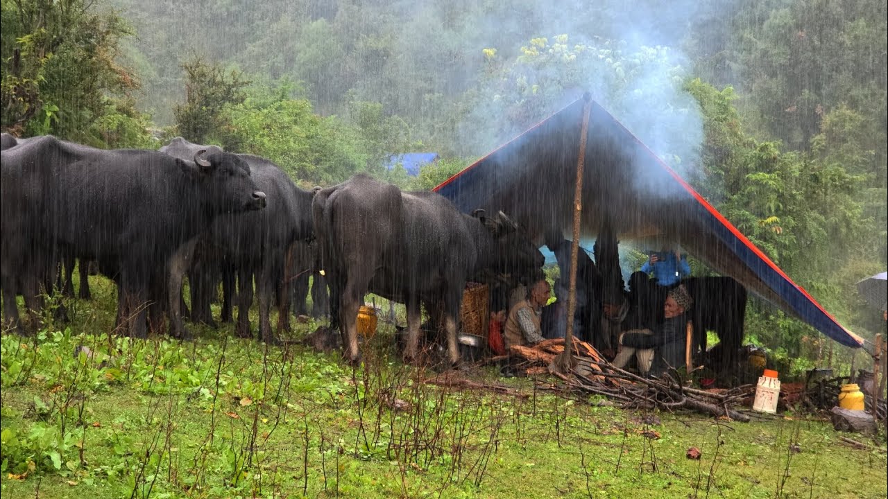 Reai Nepal mountain village Life 🇳🇵Rainy seasons Hard Life in Himalaya. Reau Nepal mountain village.