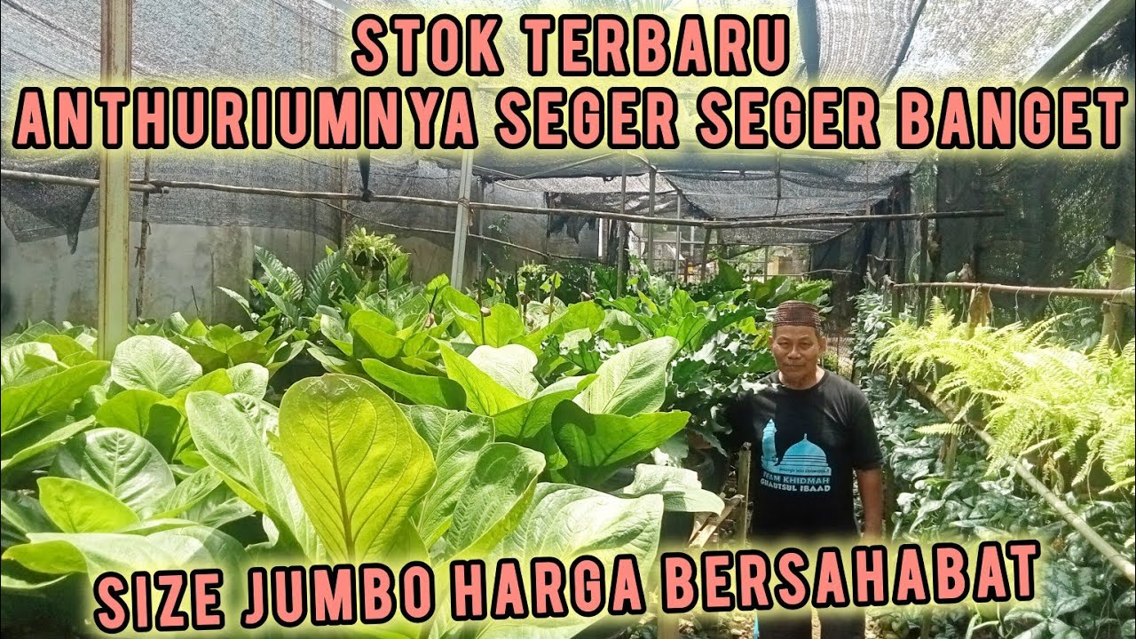 ANTHURIUM DISINI SEGER SEGER BANGET SEHAT PULA , SIZE JUMBO HARGA SEMAKIN BERSAHABAT YU KEPOIN LAGI