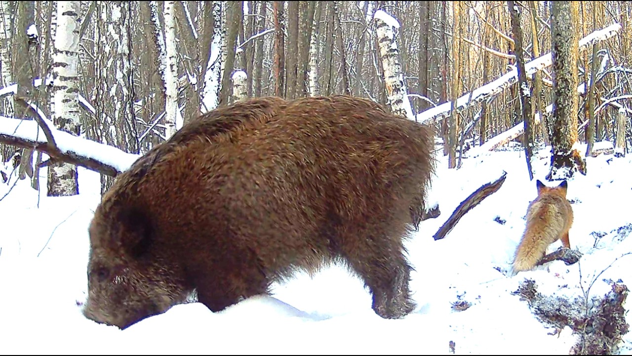 Бойкое место (фотоловушка в лесу) || A busy place (camera trap in the forest)