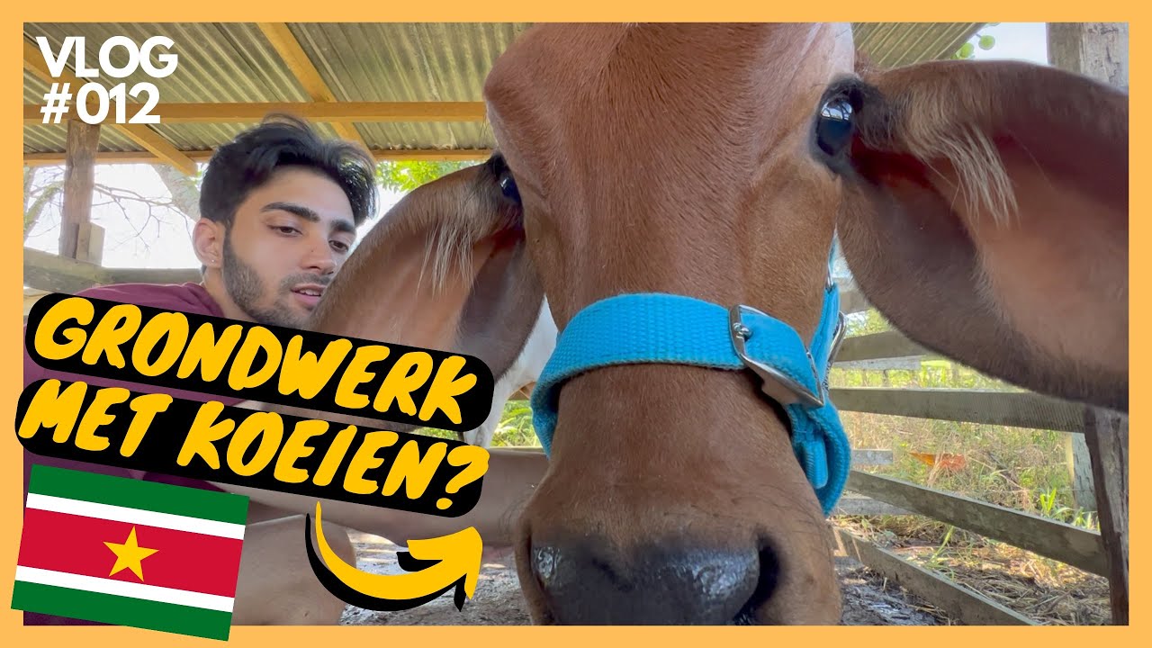 Grondwerk met koeien in Suriname? | VLOG #012
