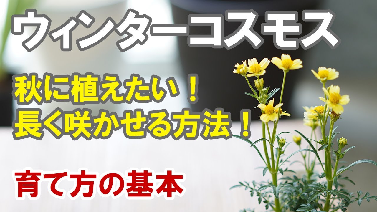 ウィンターコスモスの育て方　多年草だけど冬越しちょっと難しい