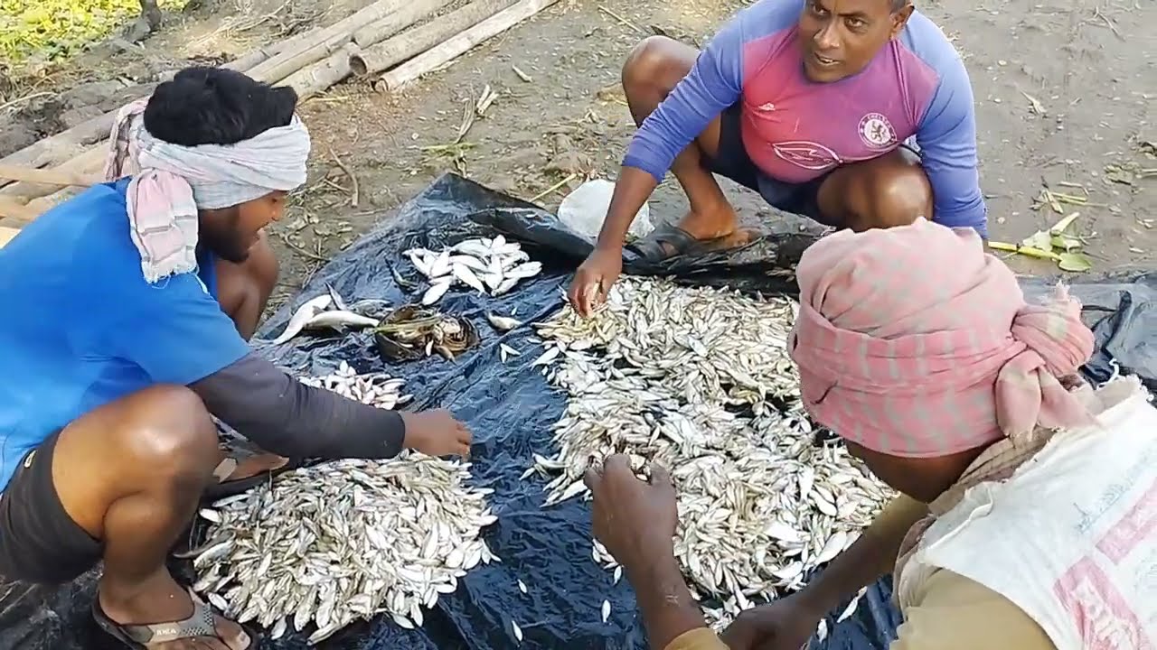 Everyone caught small fish | Fishing in Indian | Fish video | River fishing | Big Fish Catch | fish 