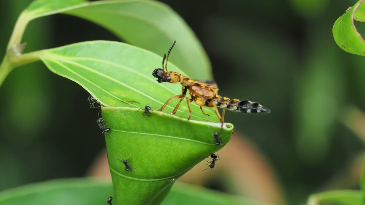 アリを食す金色のハネカクシ(Ontholestes variegatus ?) 7-May-2022