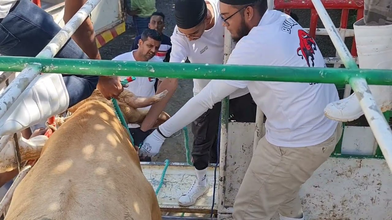Bakrid 2023 Bull Rangers Team