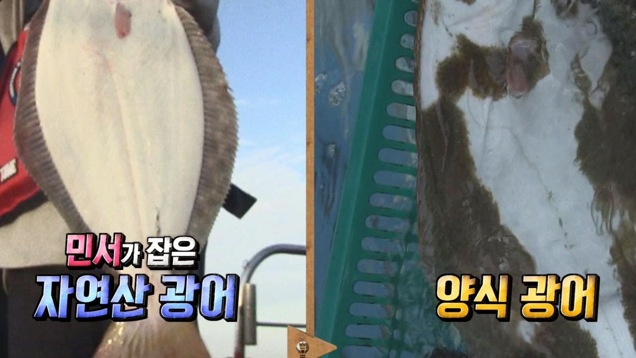 한눈에 자연산, 양식을 구별해내는 민서의 놀라운 안목 @영재발굴단 20151021