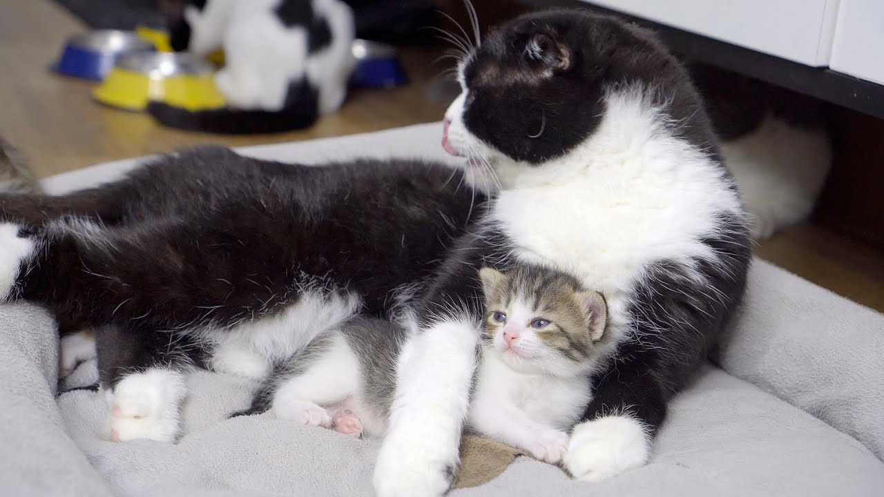 人間化した猫家族・育児で疲れた妻猫に赤ちゃんのお世話をしっかり手伝ってる夫猫が凄すぎた！