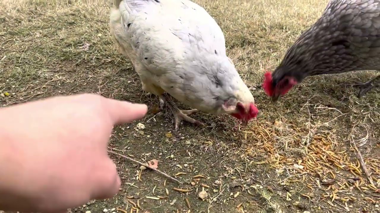 Olive egger backyard chicken review