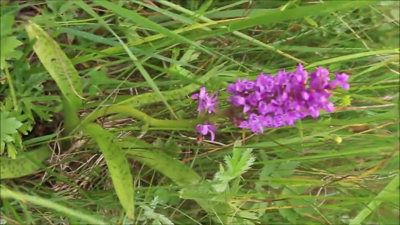 storczyk błotny - Orchis laxiflora