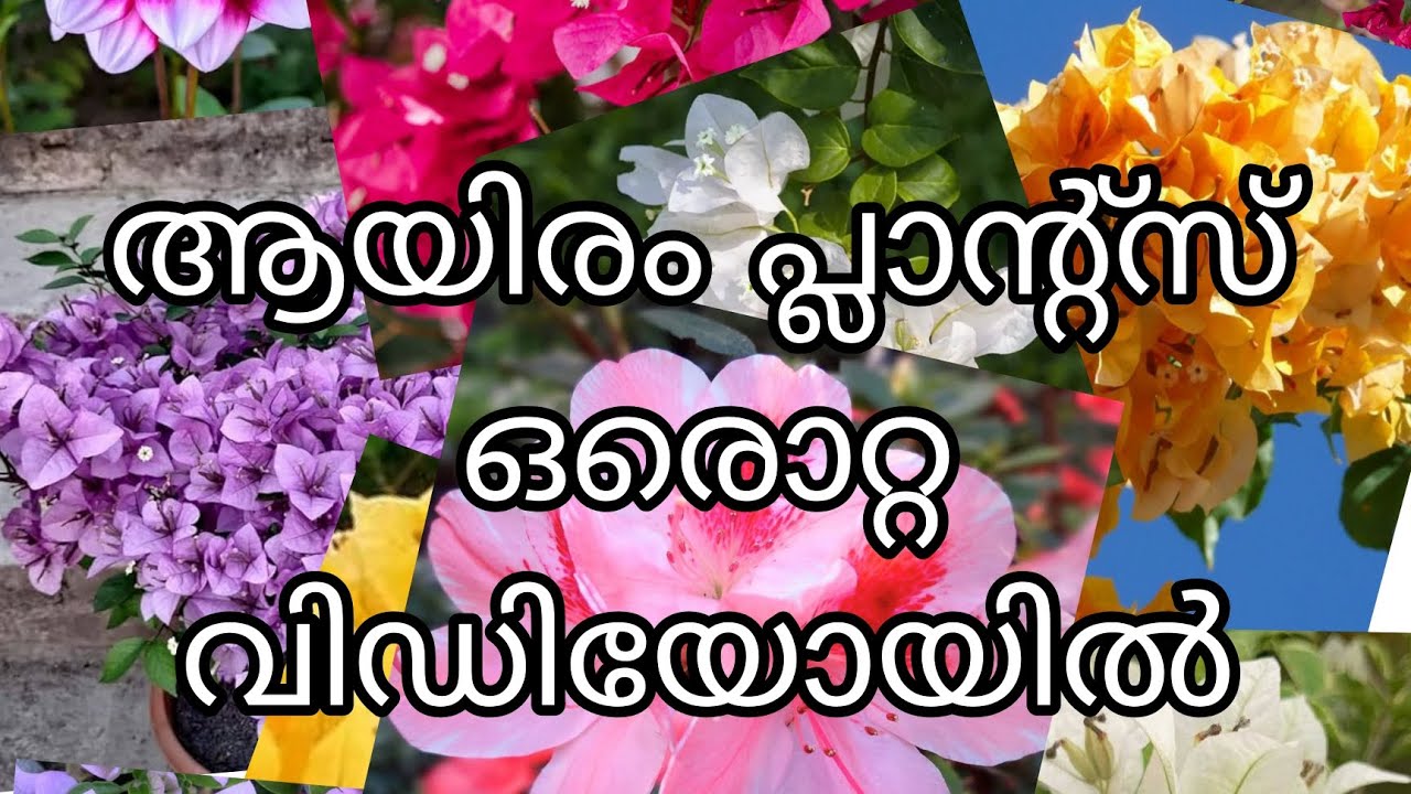 ആയിരം പ്ലാന്റ്സ് ഒരൊറ്റ വീഡിയോയിൽ 😱😱😱😱😱😍😍😍😍😱😱😱😱😍😍😍