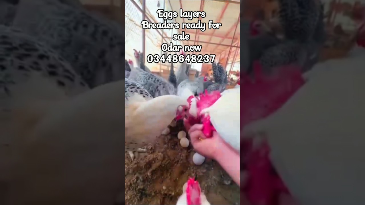 Black Australorp chicks available/RiR chick available/goldenmisri available 