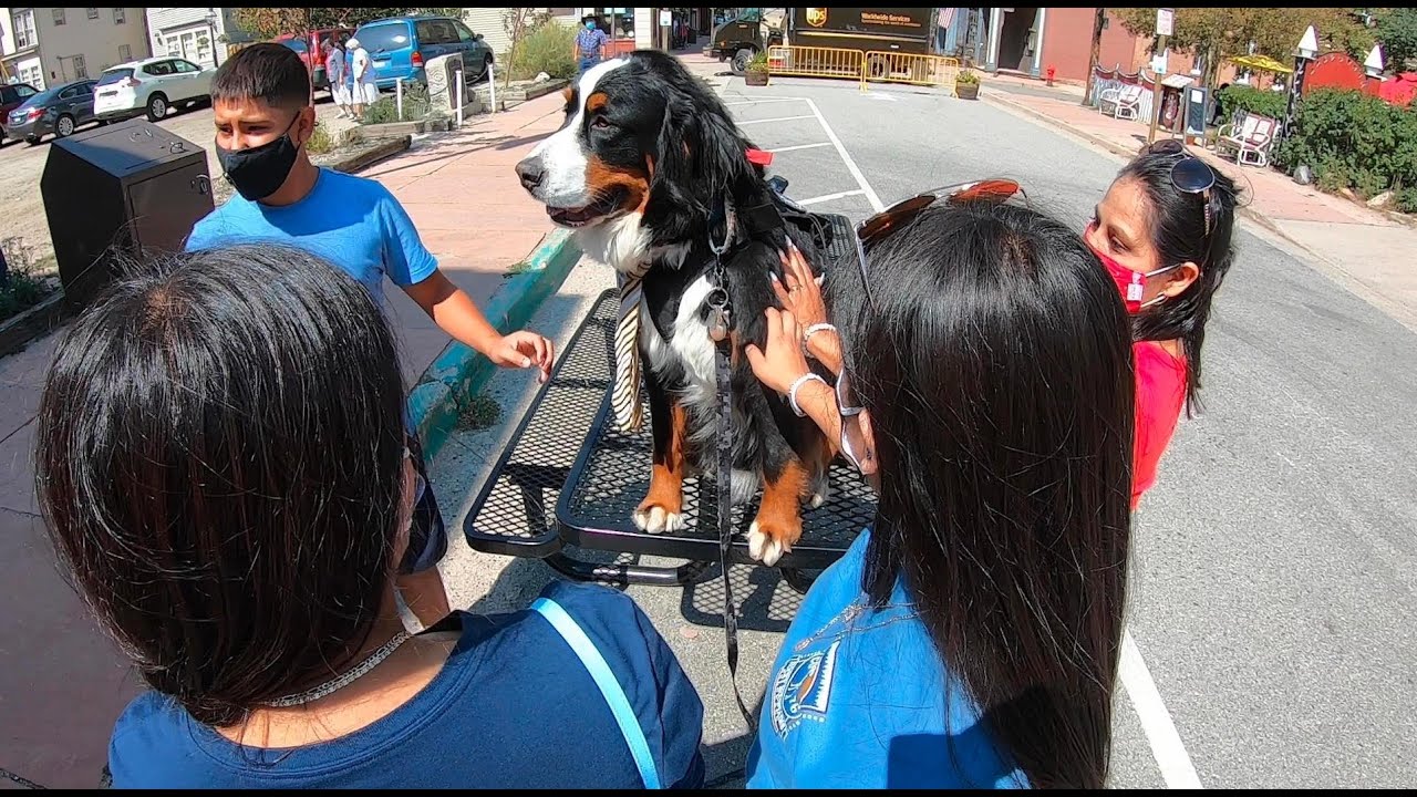 Colorado's K9 Mayor