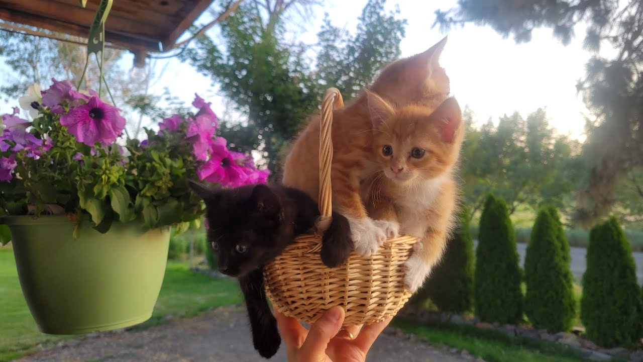 Нашли диких котов и приручили их к рукам. @George-and-Anastasiia 