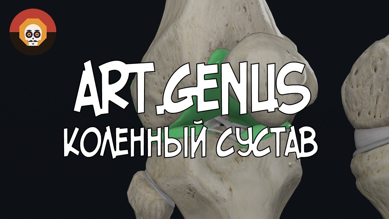 Коленный сустав (art.genus) 3D Анатомия