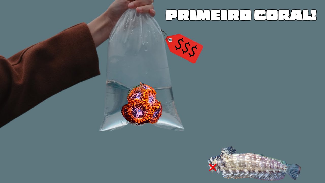 Colocando meu PRIMEIRO CORAL no meu aquário MARINHO de 375 litros