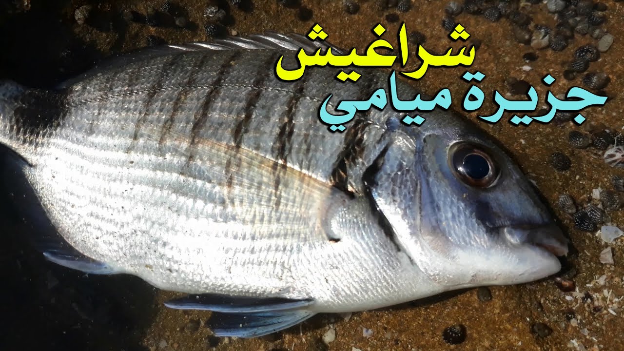  صيد اسماك الشراغيش علي جزيرة ميامي بالاسكندرية