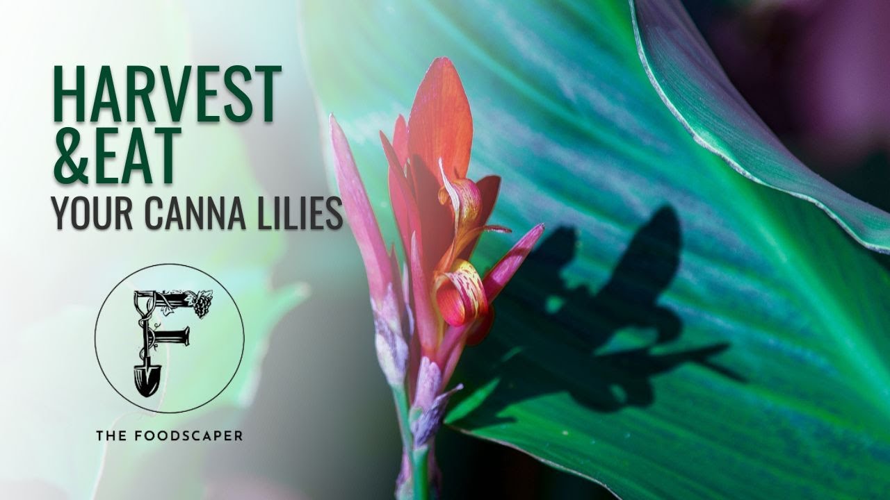 How to Harvest Cana Lilies (Yes, you can eat them!)