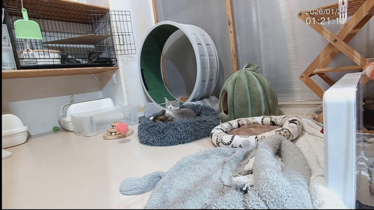 ■子猫中猫+α ■子猫室ライブ ■　20260127　13：22〜