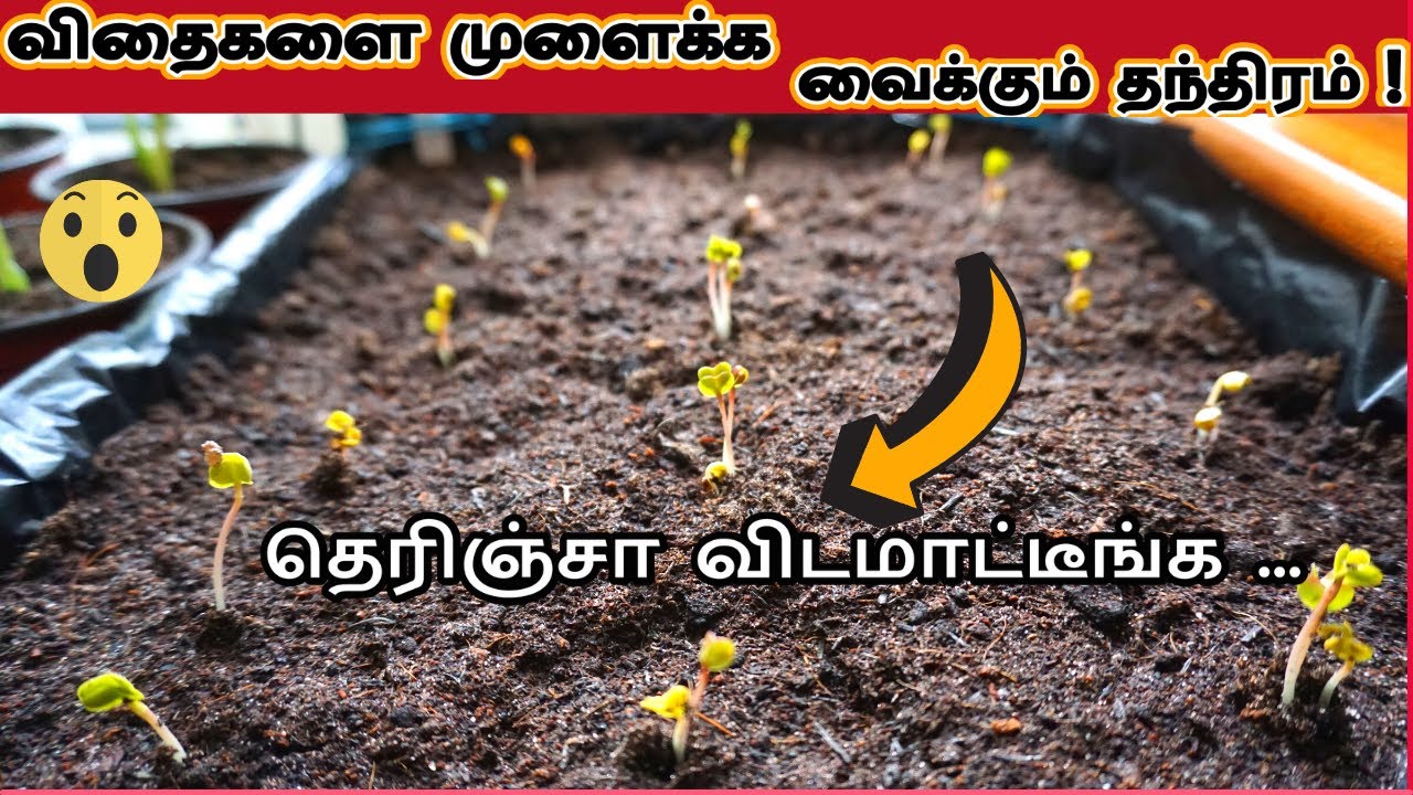 விதை அனைத்தையும் வேகமாக முளைக்க வைக்கும் தந்திரம் - இனி இது போதும்!Tricks to germinate seeds faster