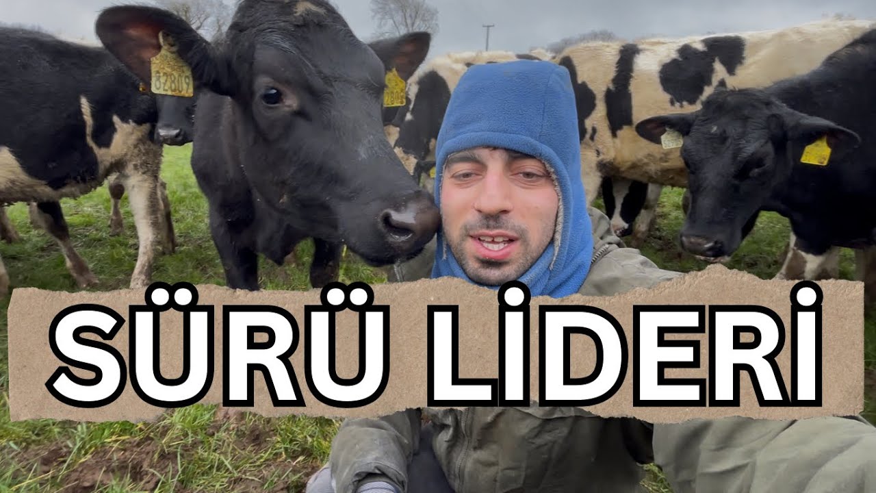 Genç Düveler Meraya Çıktı,Beni Elektrik Çarptı.🐮🐮