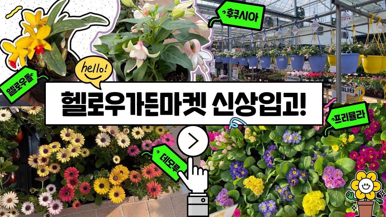 헬로우가든마켓 새로운 식물입고소식🌷봄향기 솔솔~ /후쿠시아, 카틀레야옐로우돌, 파티로라금, 랜디제라늄3종, 마지나타, 설란@hello._.market