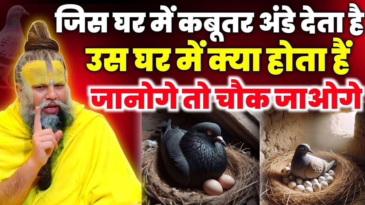 जिस घर में कबूतर अंडे देता है घर में क्या होता है? अंडा देना शुभ या अशुभ?। Premanand Ji Maharaj