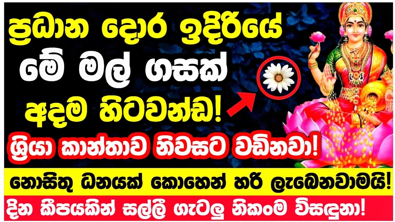 🟢ශ්‍රියා කාන්තාව නිවසට වඩිනවා මේ පැලයක් තිබුනොත්! ධනයට අධිපති. මේ මල් පැල අදම නිවසේ සිටවන්න
