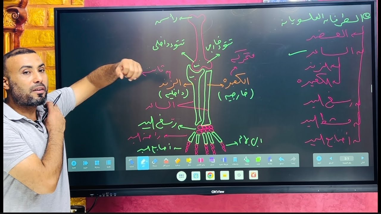 الجهاز الهيكلي الطرفي/  المستر محمد السبكي 