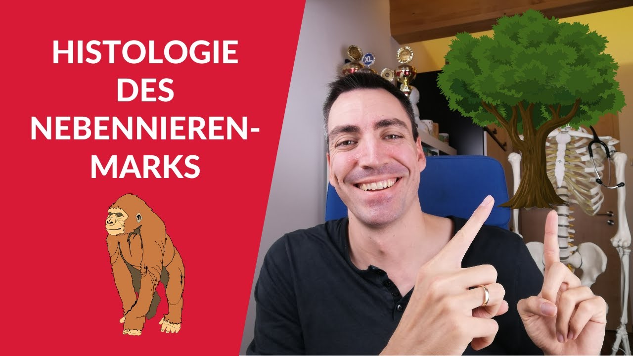 NebennierenMARK lernen: Eselsbrücken und Merkgeschichten vom Gedächtnis-Weltrekordhalter
