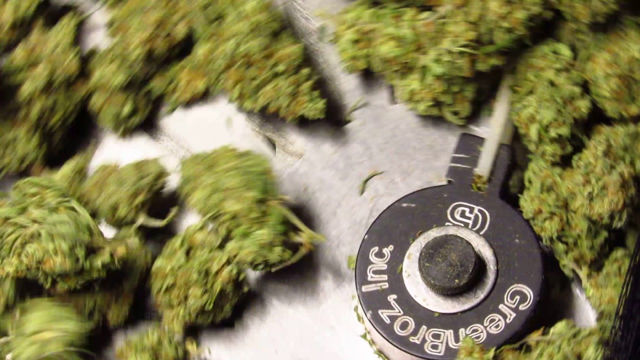 GreenBroz 215 Dry Trimmer - BlueBerry live demo part 1
