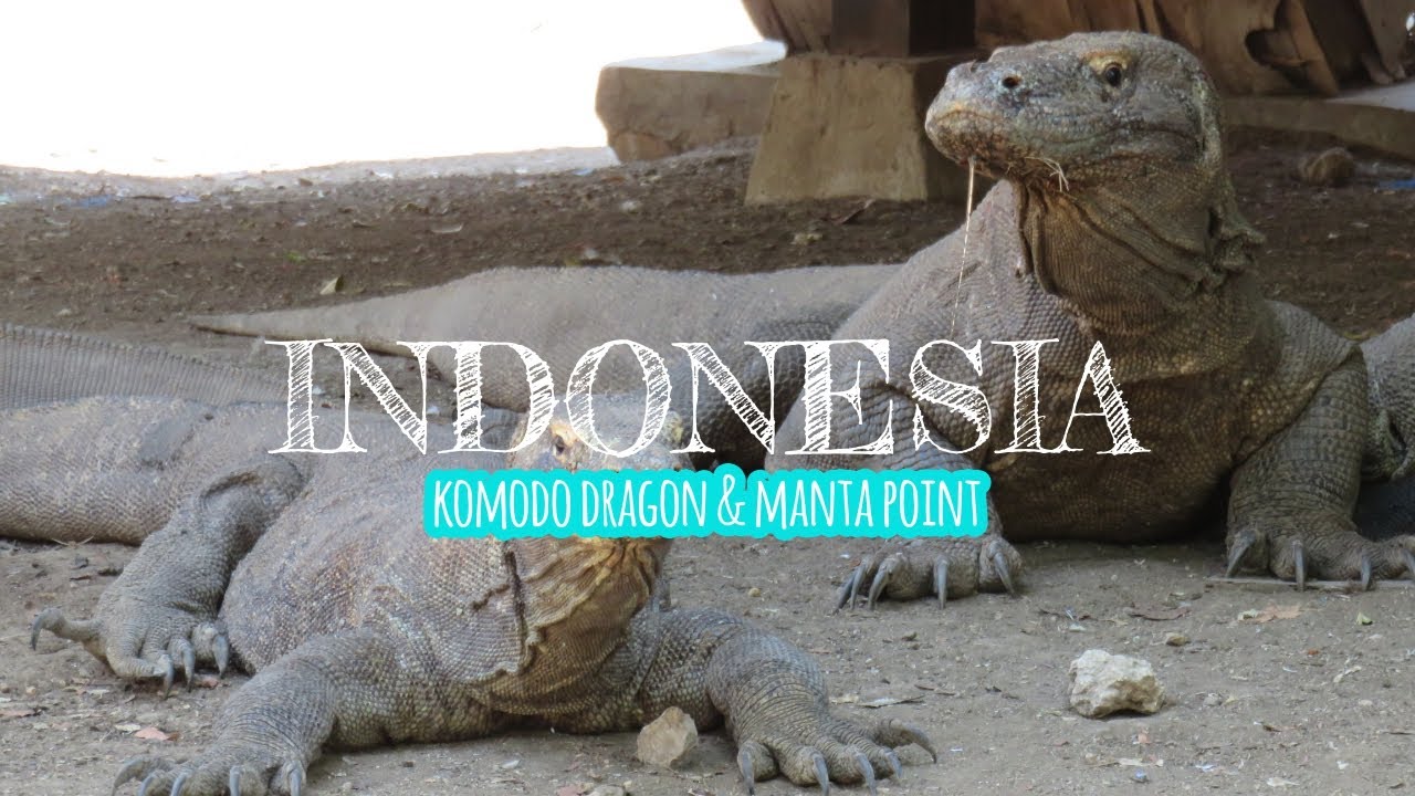 KOMODO DRAGON and MANTA POINT | INDONESIA