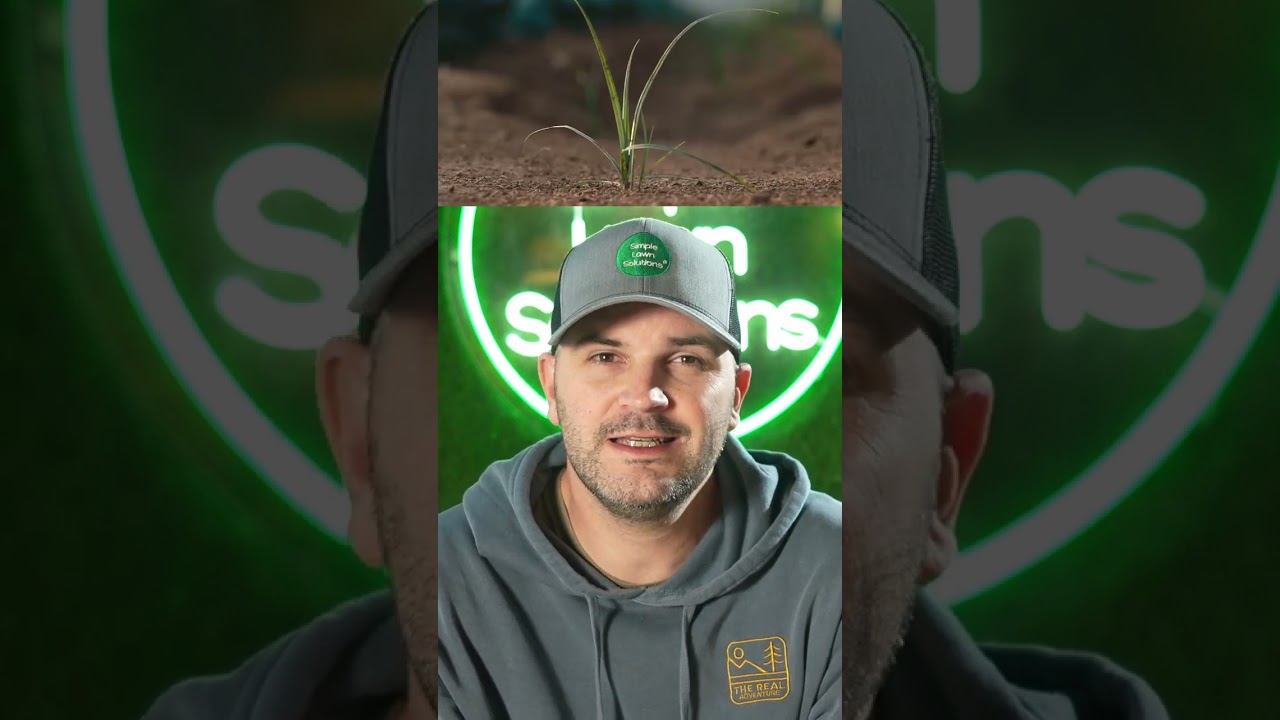 When To Seed Kentucky Bluegrass?
