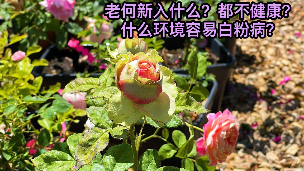 园艺篇450 夏天可以买可以种！老何的新入品种也解惑什么环境白粉病！月季 玫瑰