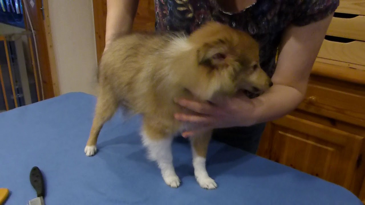 VDH Shelties vom Ponyhügel: Kämmen üben vom Welpen zum großen Hund.