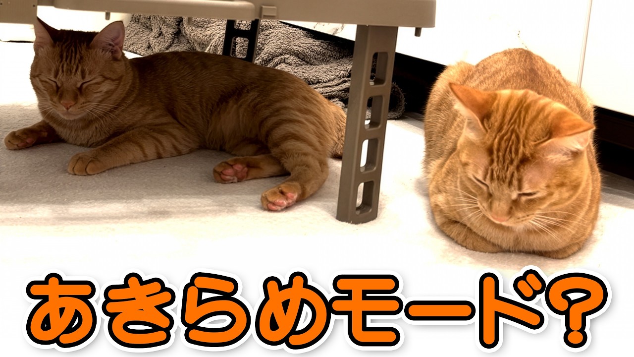 娘の近くから離れないピチナナ、その理由はこれでした